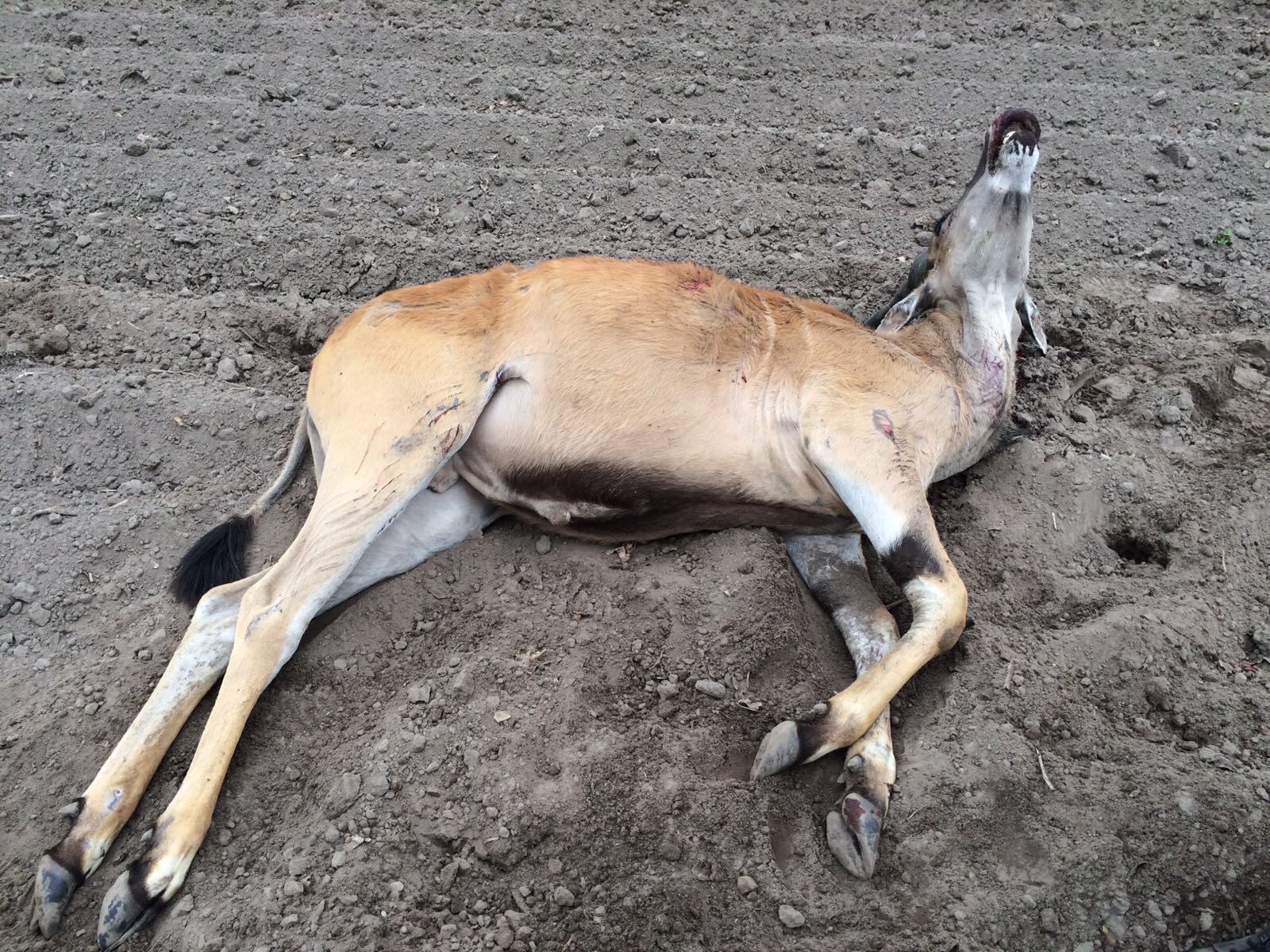 Kamervragen over doodschieten Antilopes