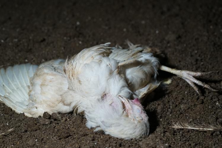 Organisatie toont beelden ‘horrorkippenschuren’; ook twee Limburgse bedrijven gefilmd