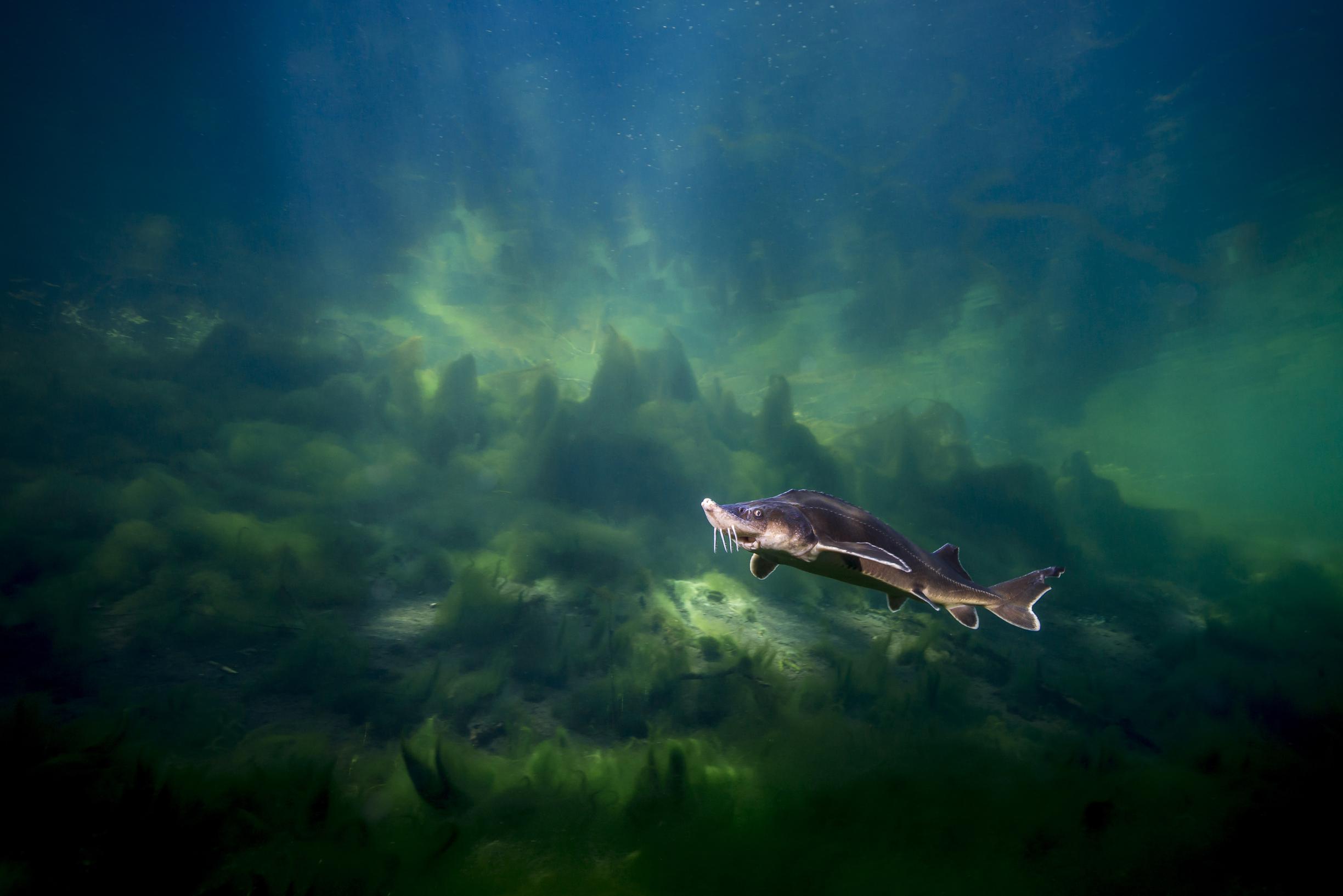 In onze rivieren leefden ooit reuzen, nu zoeken die vissen hun weg terug naar Limburg: ‘Maar nog gee