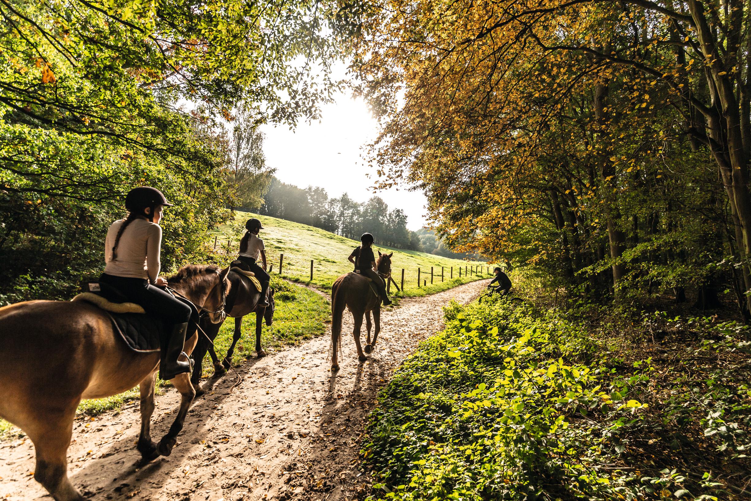 Melkveehouder in Broekhuizen gooit bedrijf om naar recreatieverblijf voor ruiters en paarden
