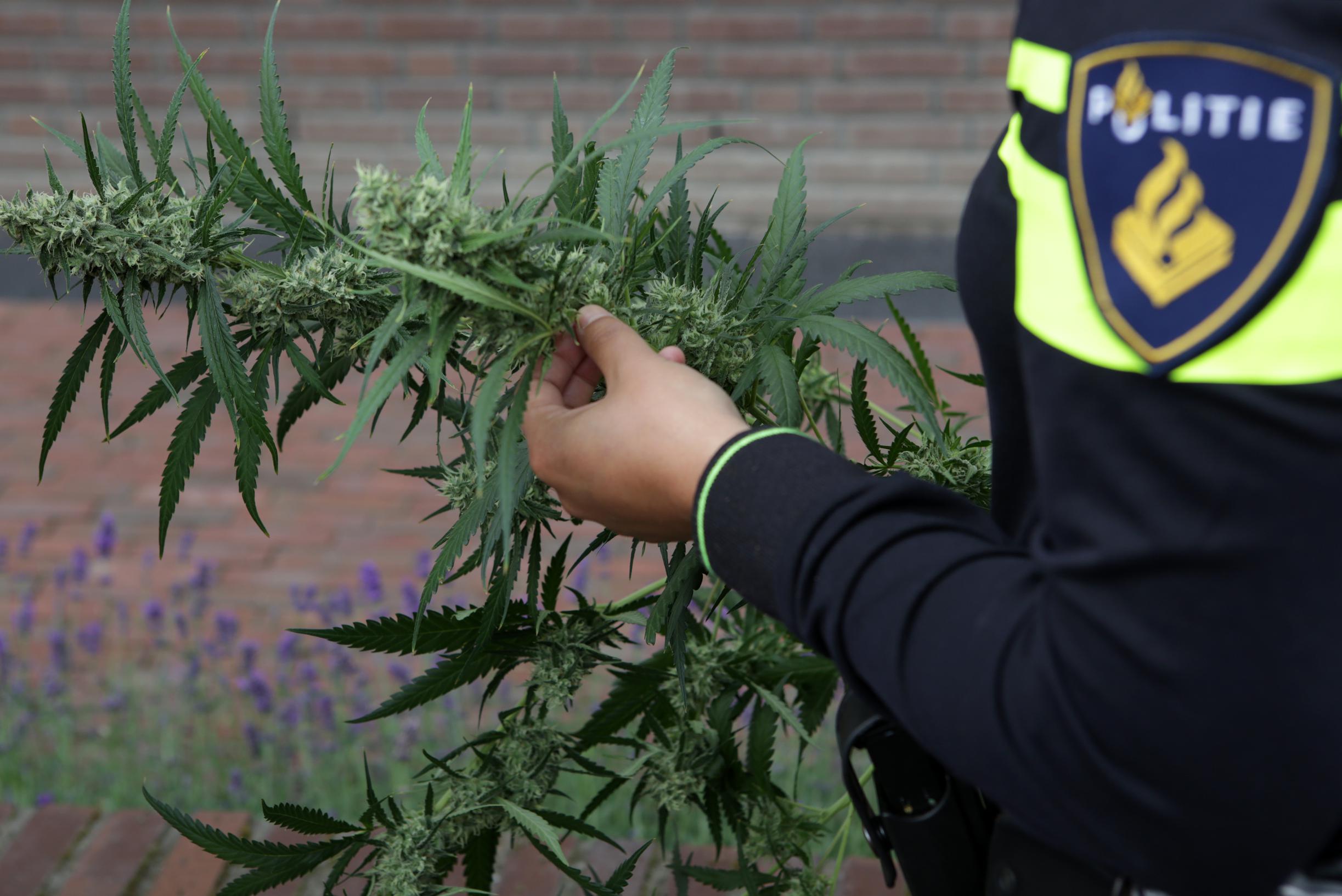 Burgemeester sluit woning in Grubbenvorst vanwege hennepteelt