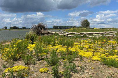Excursie naar het project ‘Nieuw Leven In De Lus Van Linne’