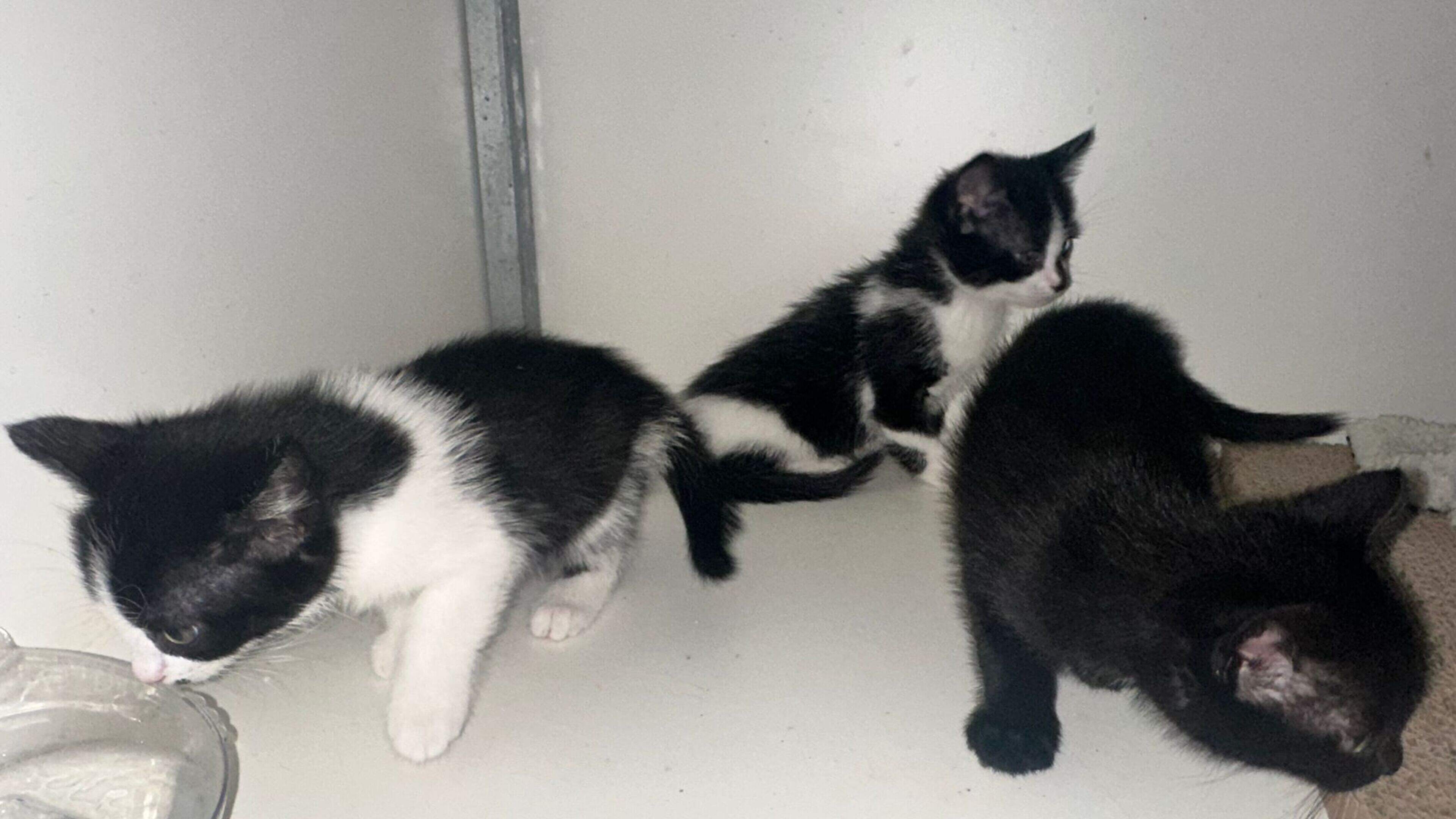 Conducteur krijgt reistas met kittens in de handen gedrukt op station Venlo: moederpoes ontsnapt