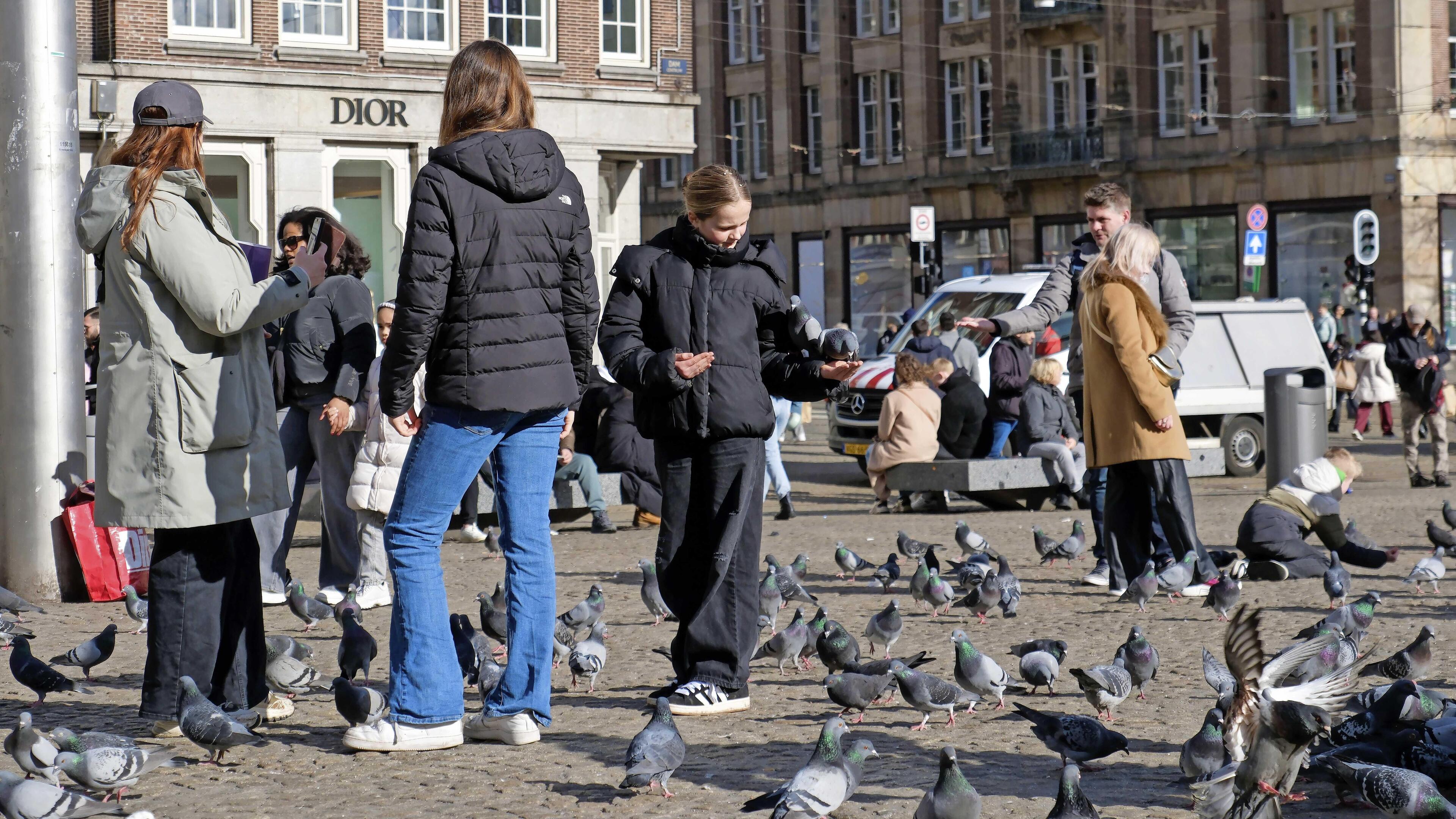 Voeren van duiven zorgt op Wilhelminaplein in Vaals voor rattenplaag
