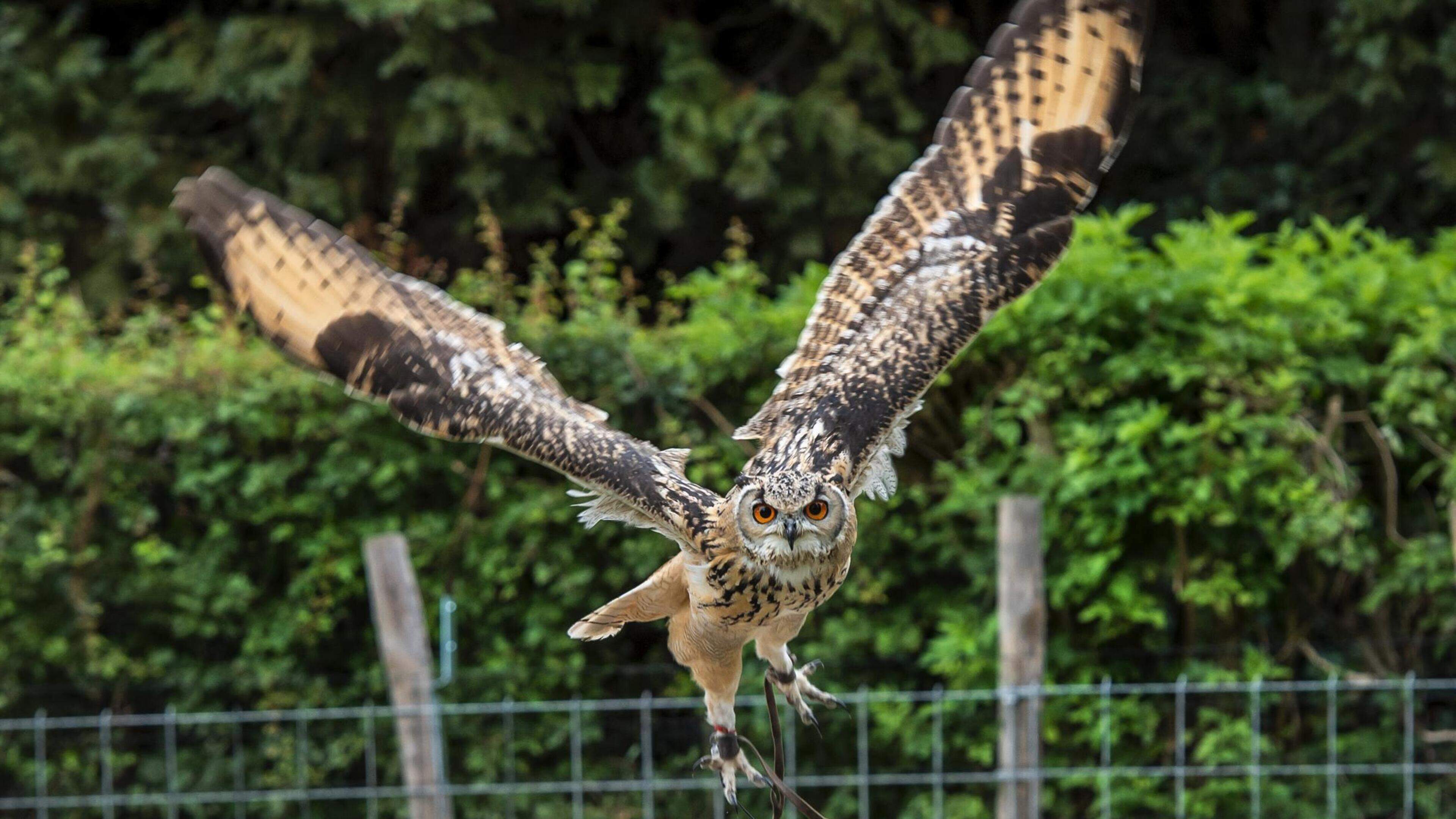 Vijftig illegaal gevangen vogels in Geleen gevonden: deze handel komt honderden keren per jaar voor,