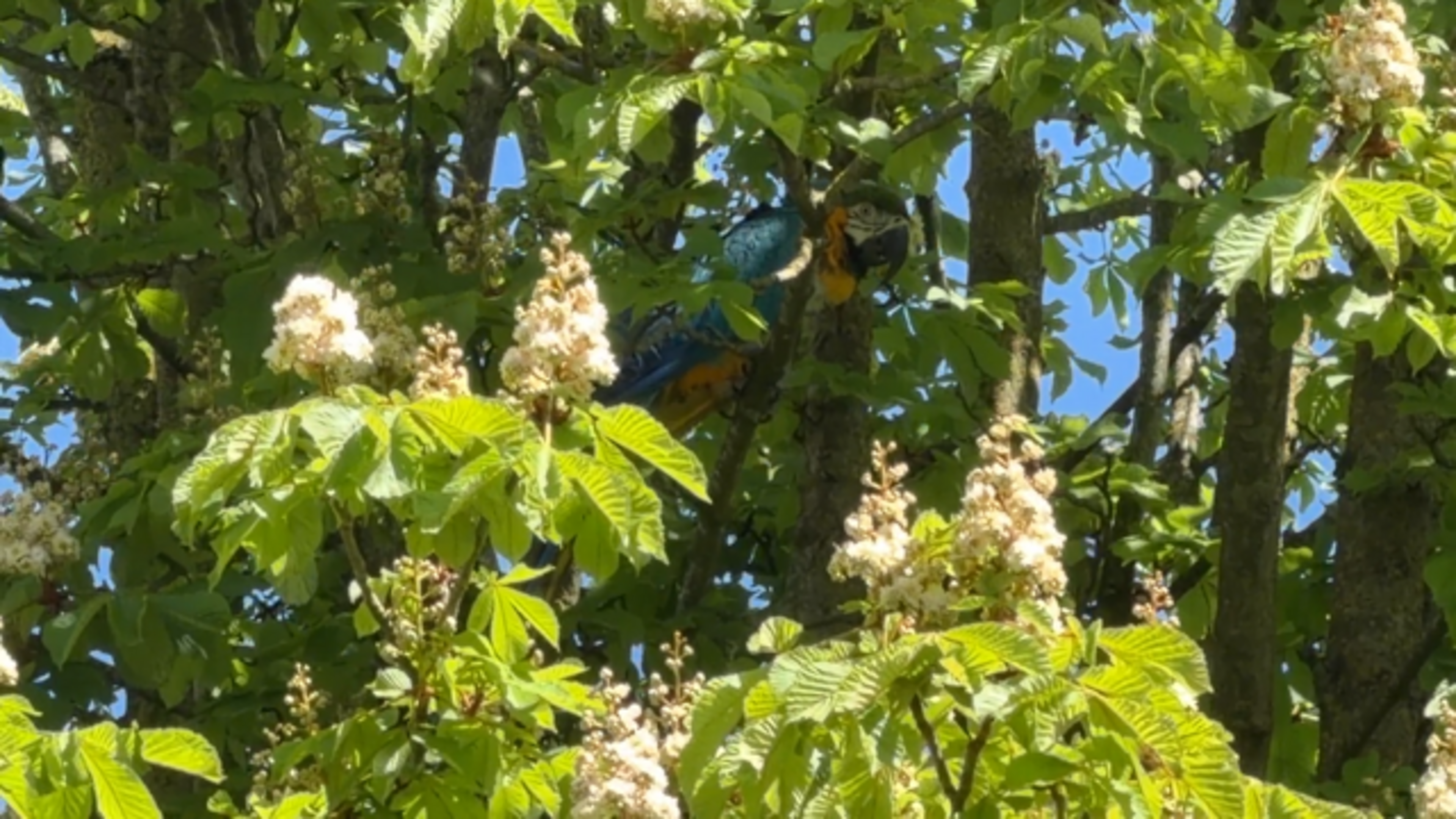 Ara ontsnapt bij kinderboerderij Maastricht, brandweer probeert vogel te vangen
