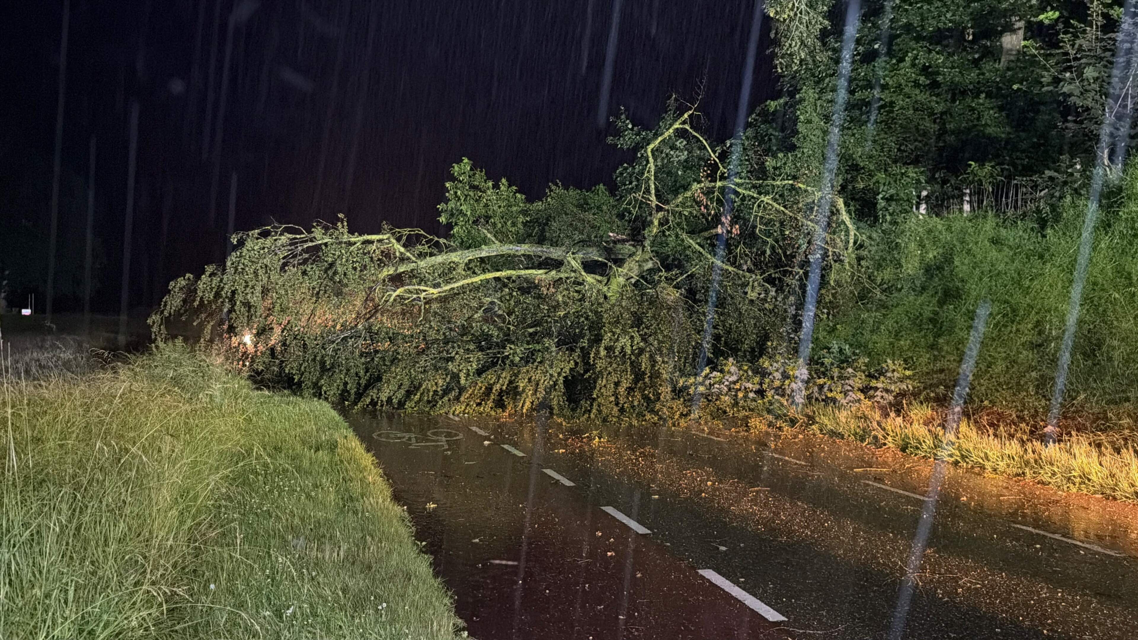 Omgevallen bomen op meerdere plekken in Limburg door storm, vrijdagavond kans op fors onweer
