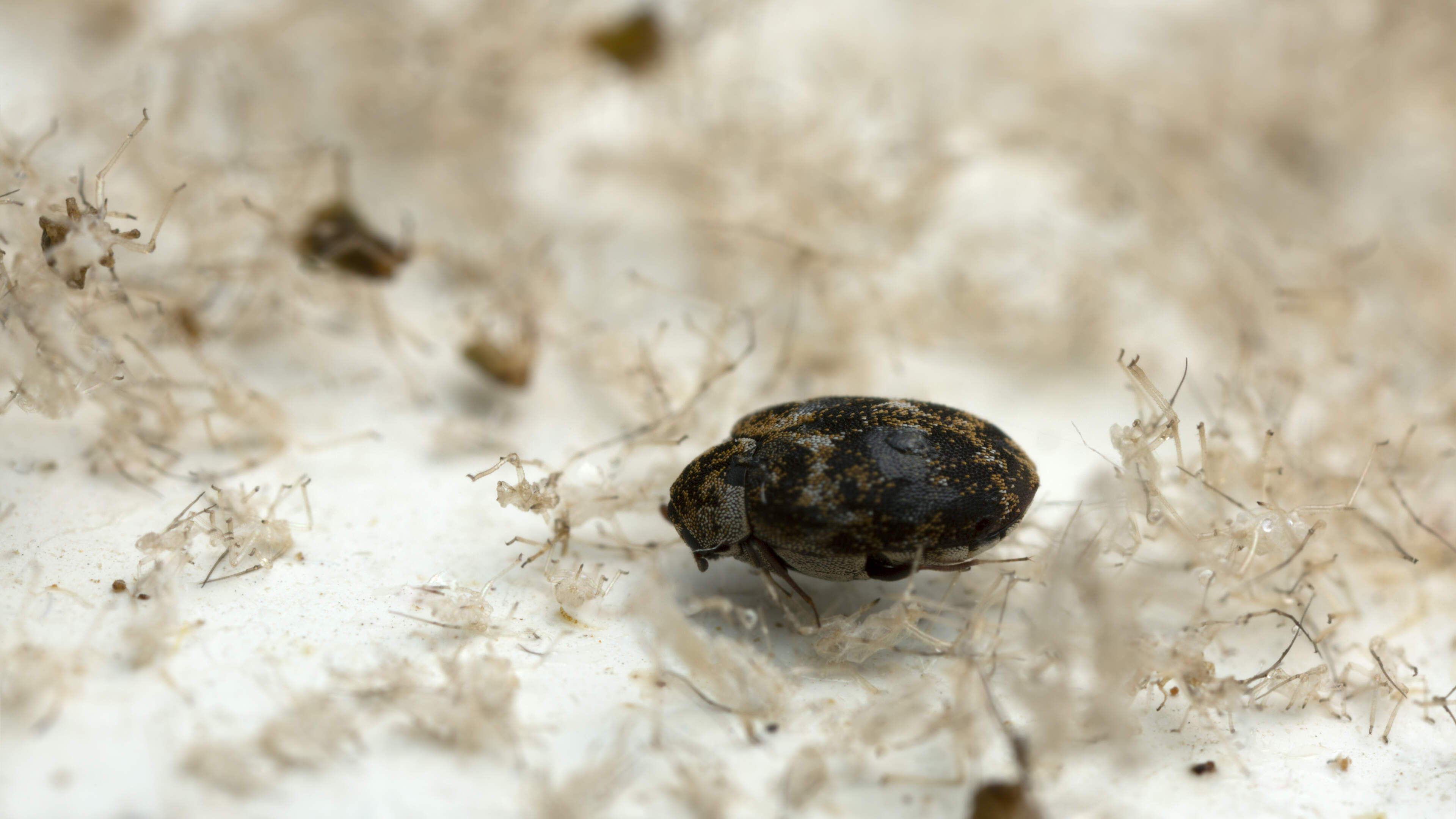Het insect dat het Natuurhistorisch Museum in Maastricht absoluut niet in de collectie wilde, kwam t