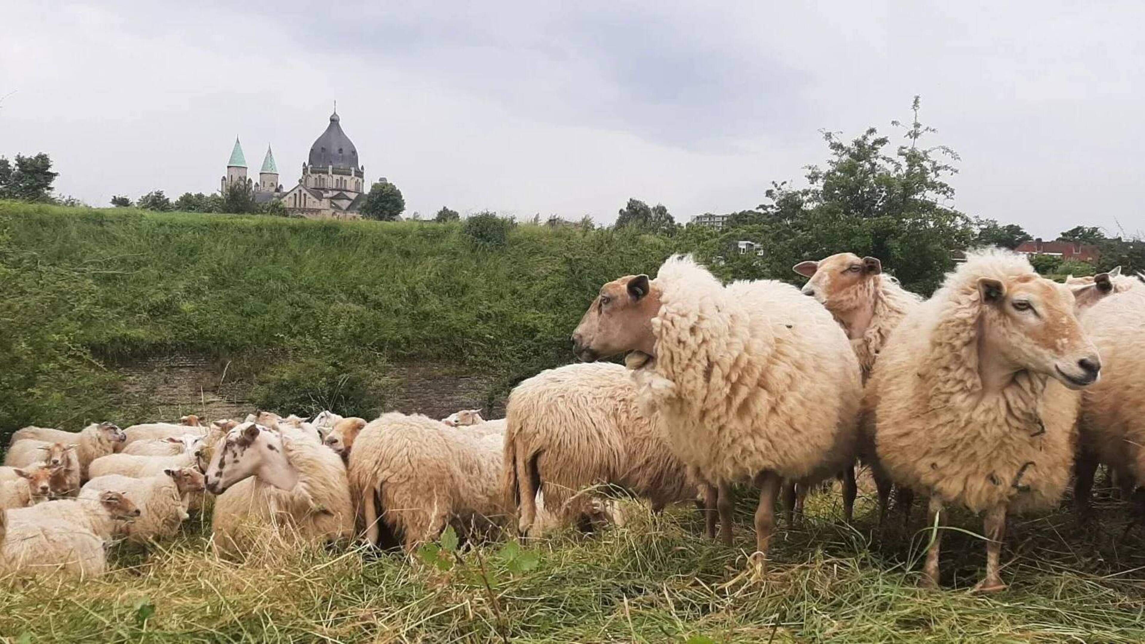 Schaapsherder uit Maastricht verliest graascontract en moet dieren verhandelen: ‘Vraagtekens bij eer